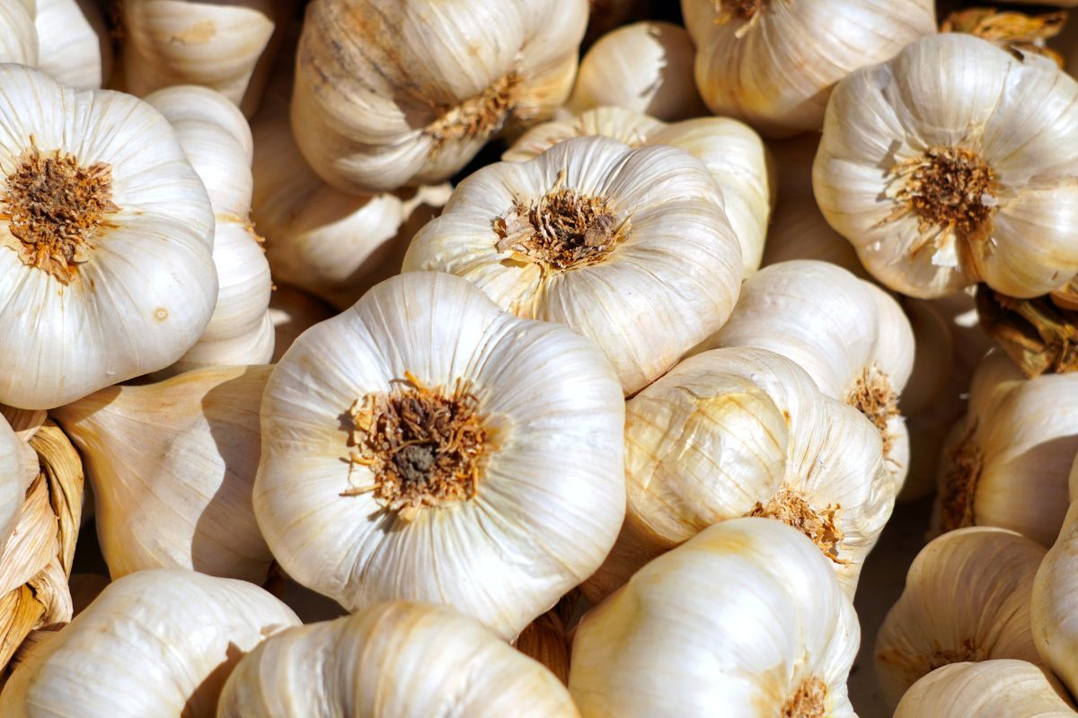 Garlic shows an extremely positive effect on the human body.