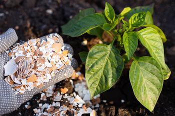 Domowe nawozy za 0 zł. Działają lepiej niż sklepowe hity