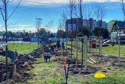 Sosnowiec. Nowy park nabiera kształtów. Posadzono 240 drzew. Docelowo ma ich być ponad tysiąc.