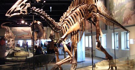 Zrekonstruowali mózg dinozaura. Dowiedli, że był wrażliwy