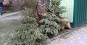 Łódź: Przyszedł czas na świąteczne choinki