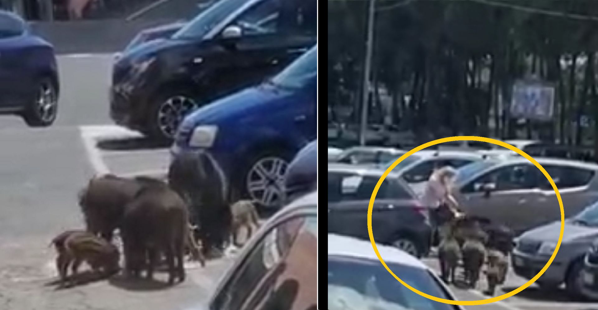 Dziki zaatakowały bezbronną kobietę na parkingu. Przerażająca scena