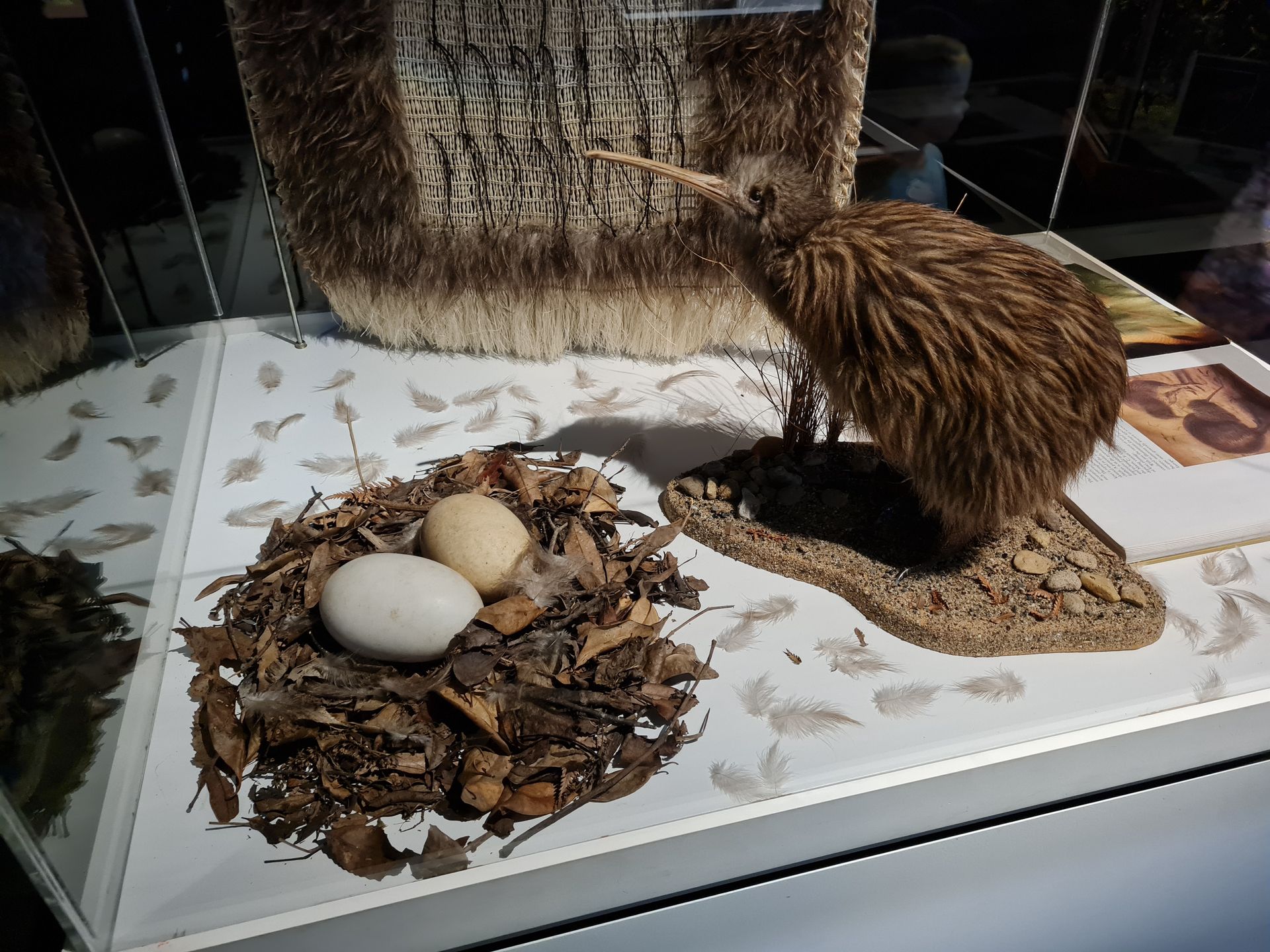 W Rotorua można obejrzeć na żywo "cuda" geotermalne, gejzery i sanktuarium ptaka kiwi