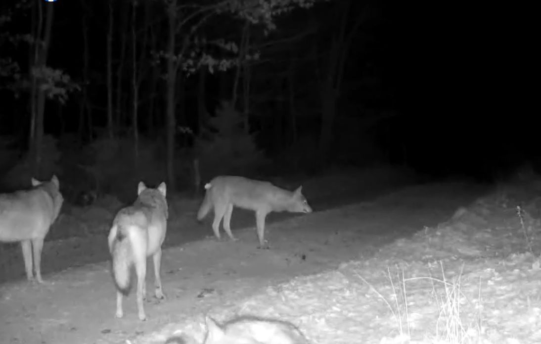 Fotopułapka uchwyciła cztery wilki 