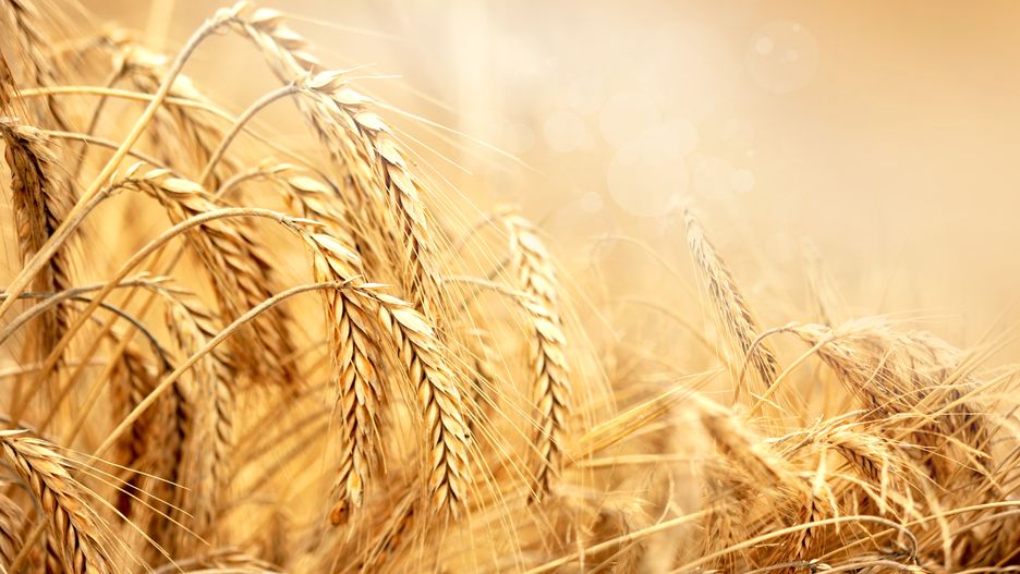 tromski@wp.pl
zboże, natura, ziarno, jedzenie, pola, uprawa, pole ze zbożem, flora, letni wieczór, letni wieczór nad polami