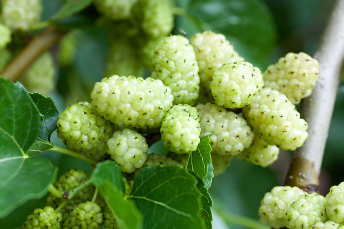 White mulberry