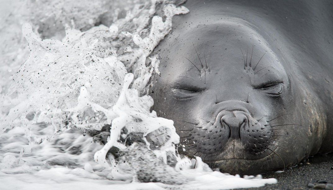 Zdjęcia finalistów Smithsonian Photo Contest zachwycają pięknem i różnorodnością życia 2