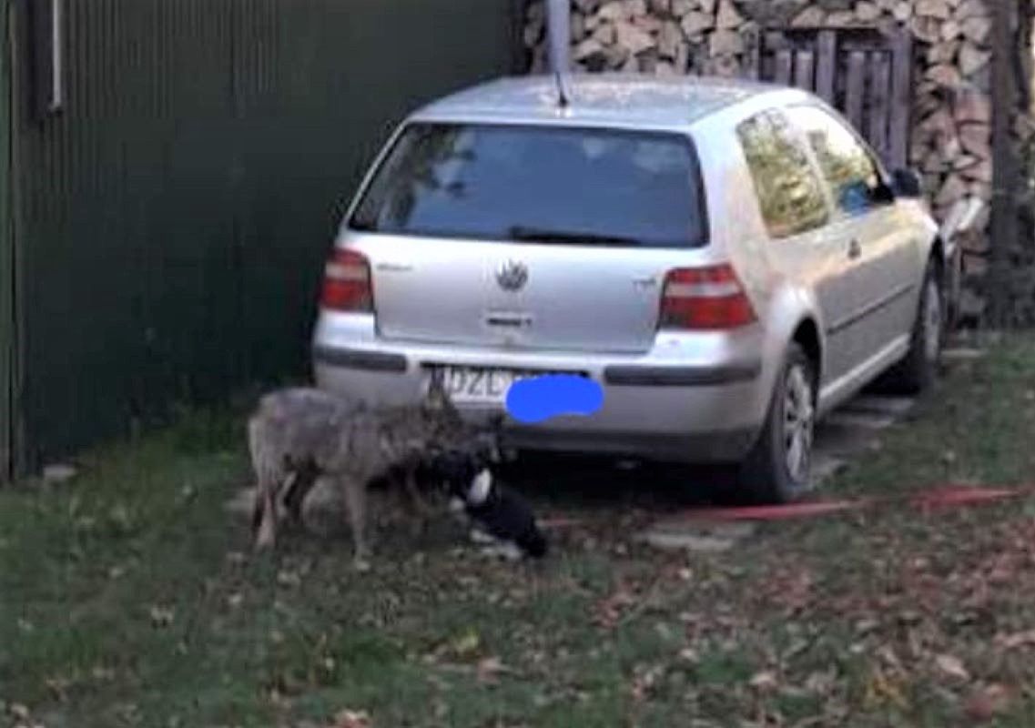 Wilk zaatakował psa, a dzień później ludzi 