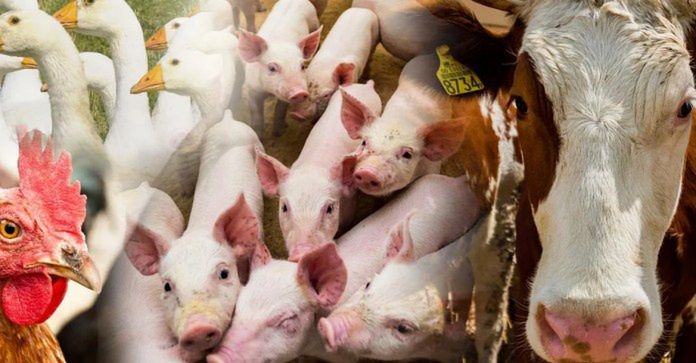 Wnioski o dopłaty do ubezpieczenia zwierząt tylko do 29 września