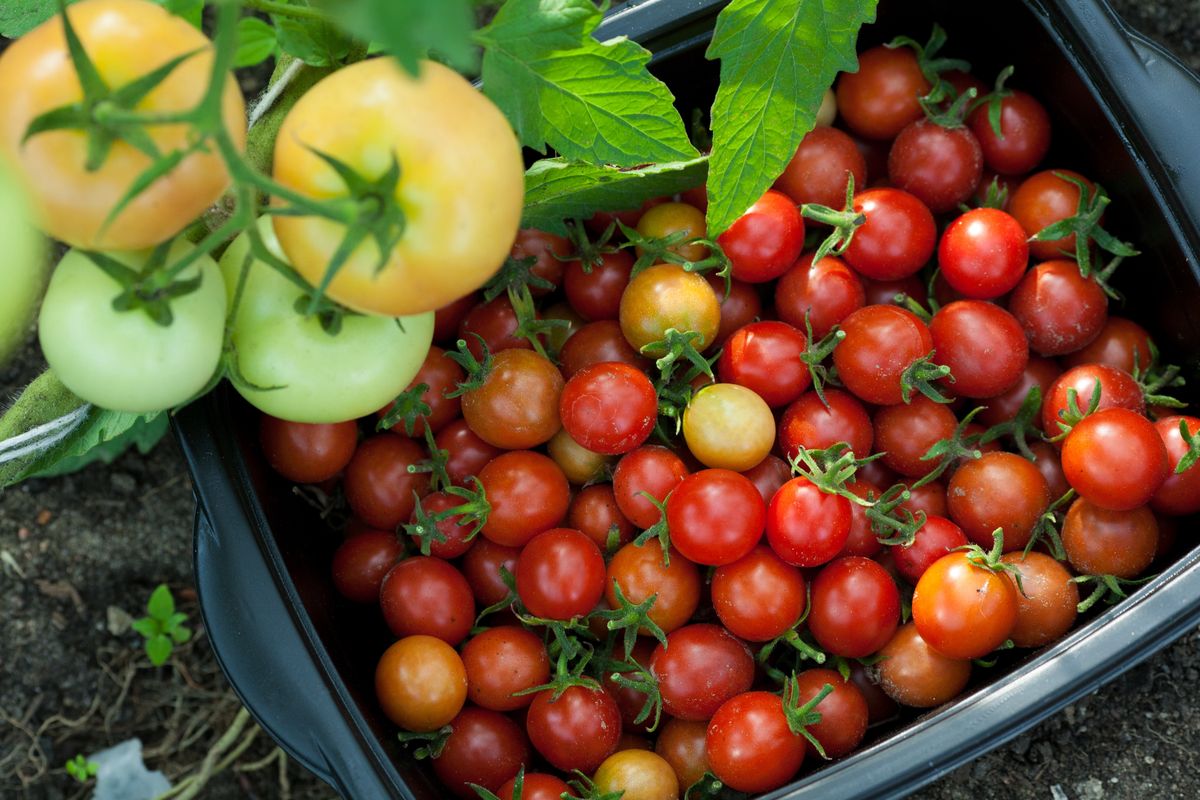 Właściwości pomidorów koktajlowych nie różnią się znacznie od właściwości pomidorów dużych 