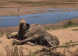 Planete+ HD Zwierzęta w żałobie