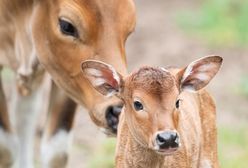 Wrocław. Najrzadsze krowy na świecie. Kolejne narodziny w ZOO