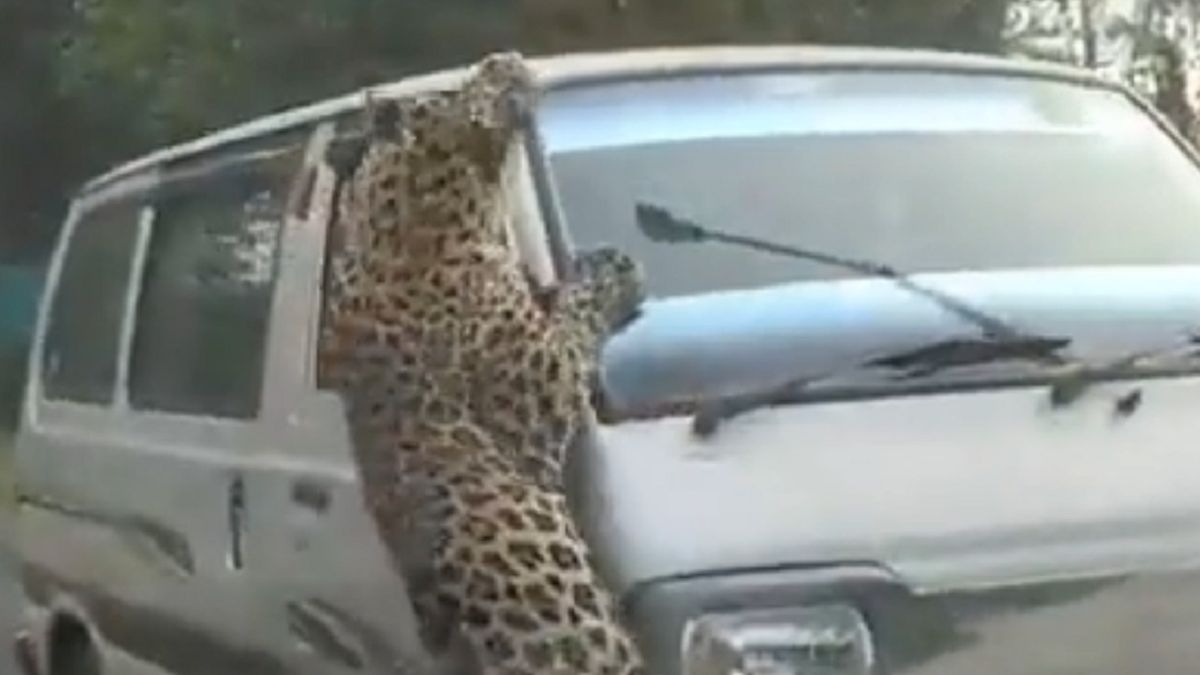 Co najmniej 15 osób zostało rannych po ataku lamparta.