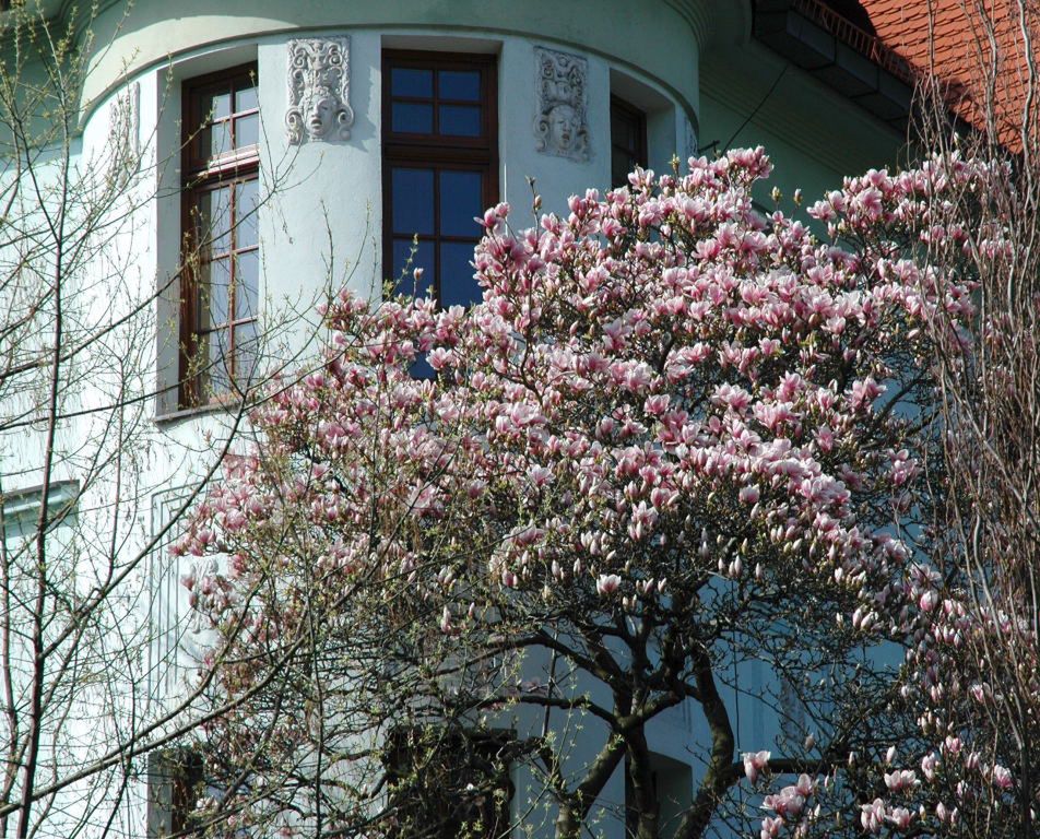 Magnolie, które kwitną w Cieszynie mają kolory od białego, przez żółty, aż po liczne odcienie różu