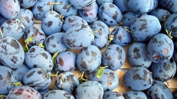 Ciasto ze śliwkami. Jak zrobić ciasto ze śliwkami? Przepis na ciasto ze śliwkami