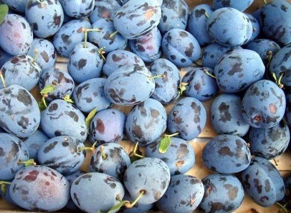 Ciasto ze śliwkami. Jak zrobić ciasto ze śliwkami? Przepis na ciasto ze śliwkami