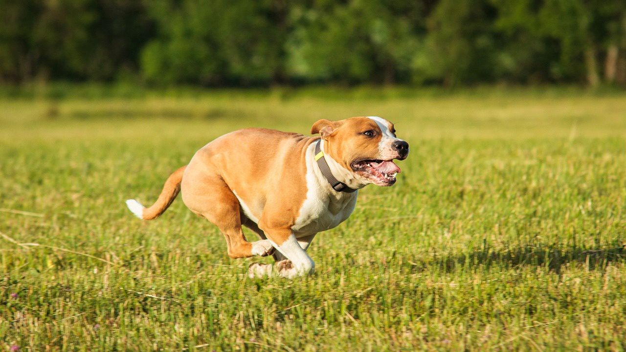 Agresywny amstaff grasuje na Służewiu w Warszawie