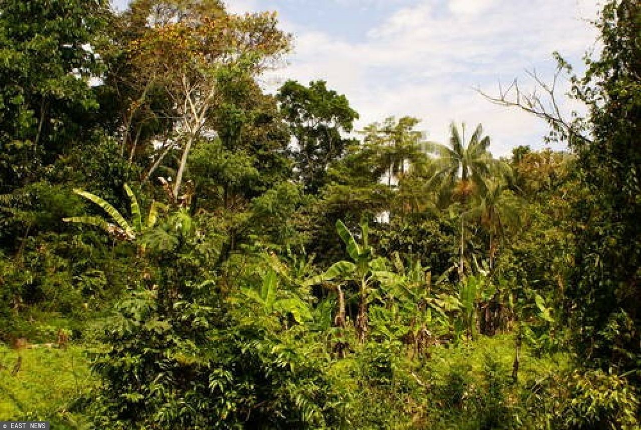 Polacy kupili gigantyczny las w Kolumbii. Co będą tam robić?