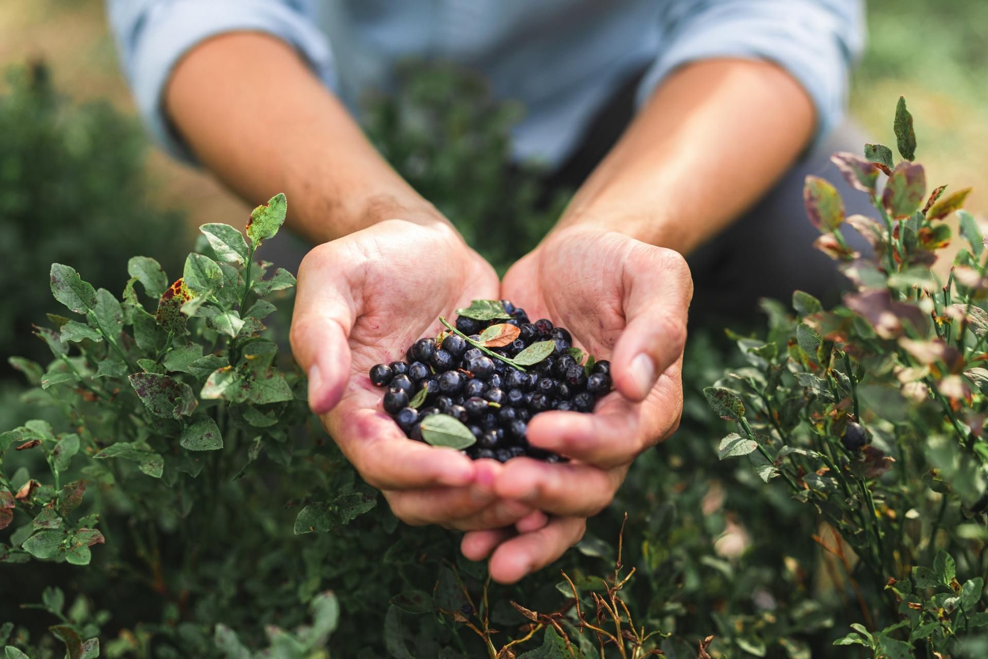Lekarka sprawdziła, jak codzienne spożywanie jagód wpływa na zdrowie
