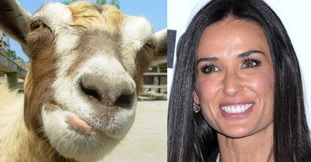 Demi Moore "odmładza się"... krwią peruwiańskiej kozy!
