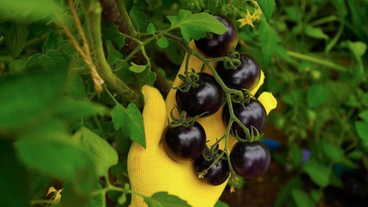 Najzdrowsza odmiana pomidorów. W tym kolorze jeszcze ich nie jadłeś