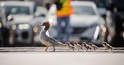 Warszawa: Zatrzymali ruch na dużej ulicy. Powód zaskakuje