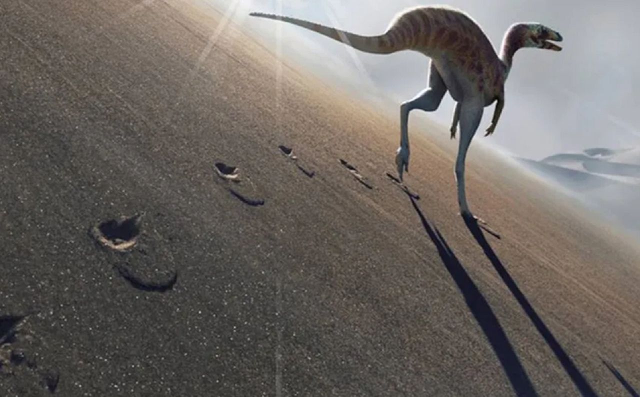 Traces of a previously unknown dinosaur have been discovered.