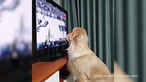 #dziejesiewsporcie: Golden retriever, który uwielbia koszykówkę