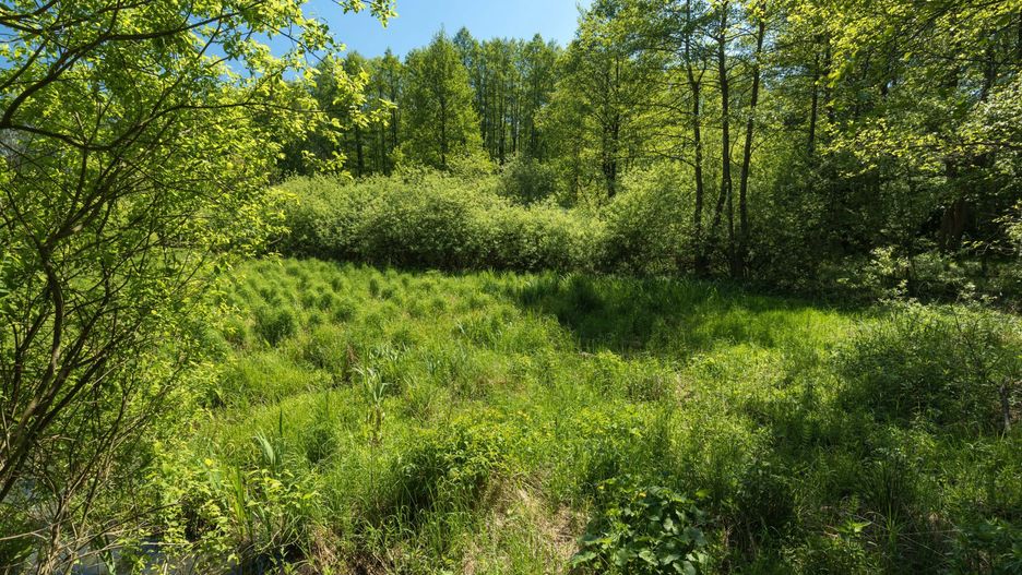 Las Bemowo, Rezerwat przyrody Łosiowe Błota