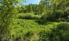 Kampinos. Minister ws. budowy w rezerwacie "Łosiowe Błota"