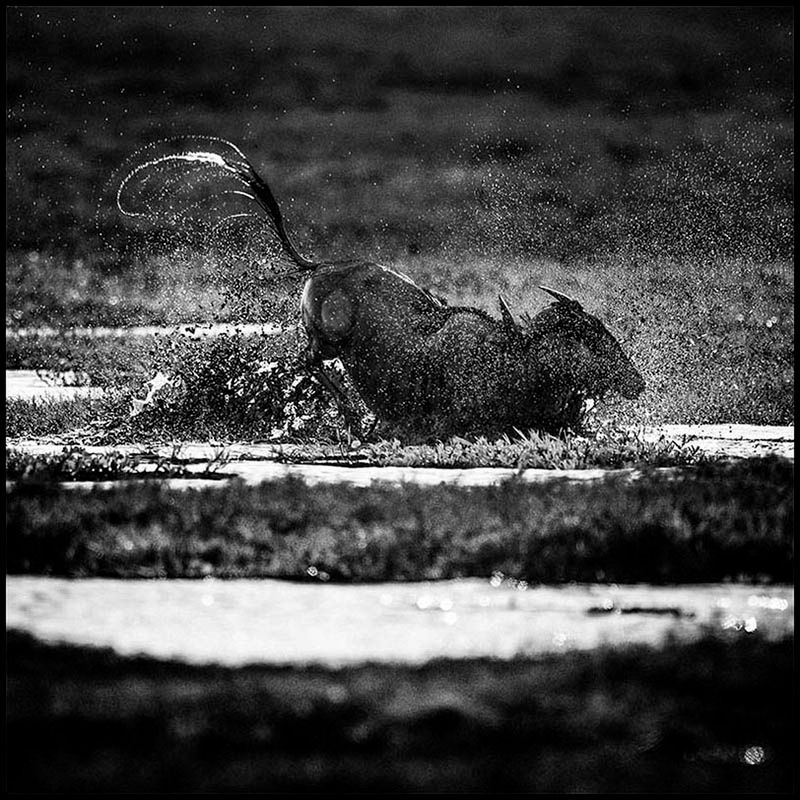 Laurent Baheux ujął charakter Afryki w czarno-białych portretach zwierząt 10