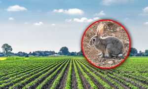 Króliki sieją spustoszenie. Rolnicy spod Montpellier są bezradni