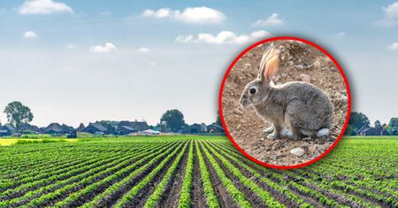 Króliki sieją spustoszenie. Rolnicy spod Montpellier są bezradni