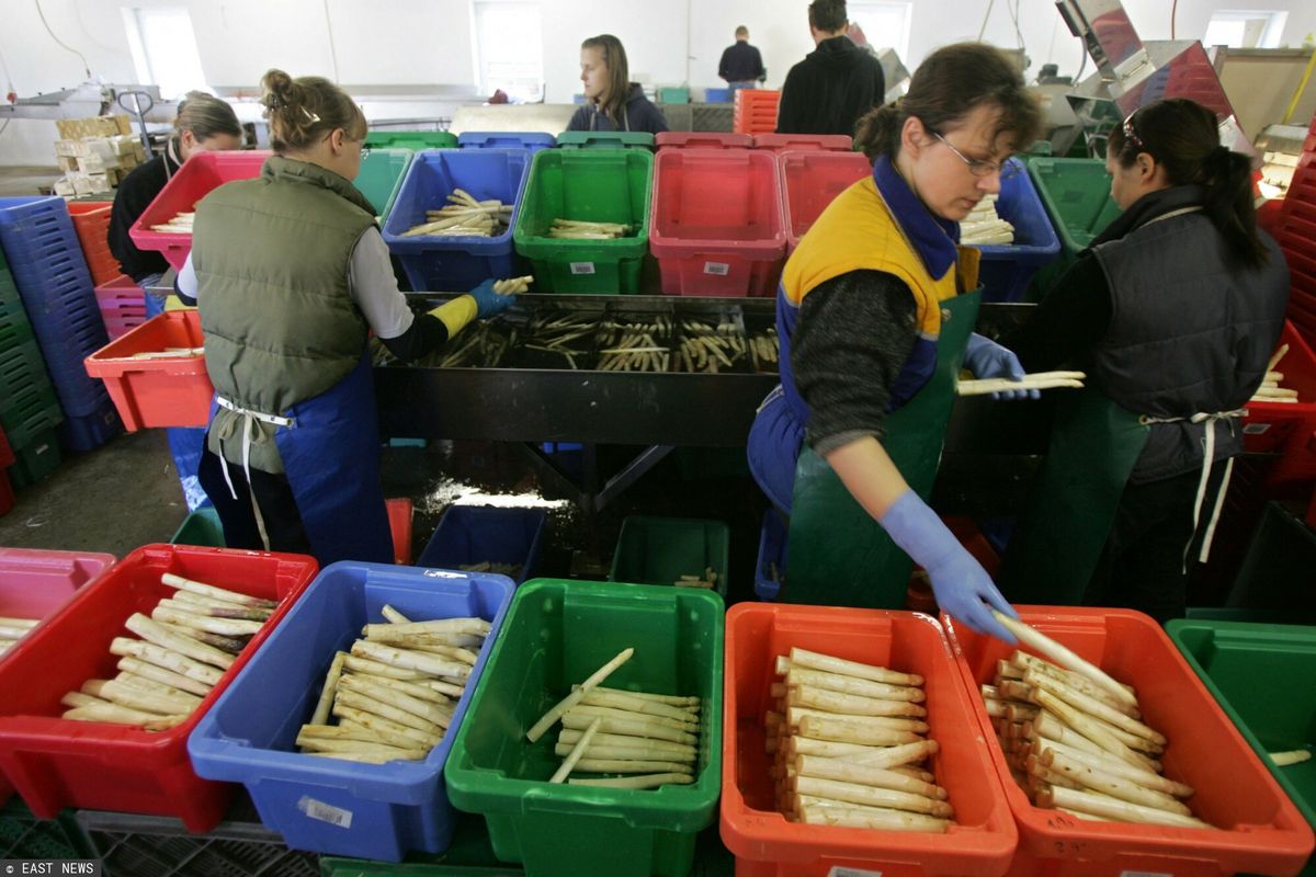 Setki Polaków zatrudnionych na niemieckiej farmie szparagów przebywa na kwarantannie/Zdjęcie ilustracyjne