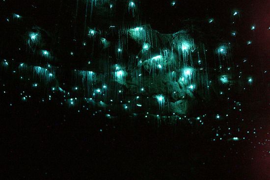 10 zadziwiających organizmów bioluminescencyjnych 7