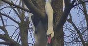 Zawisł na gałęzi drzewa. Niecodzienna akcja ratunkowa pod Olsztynem