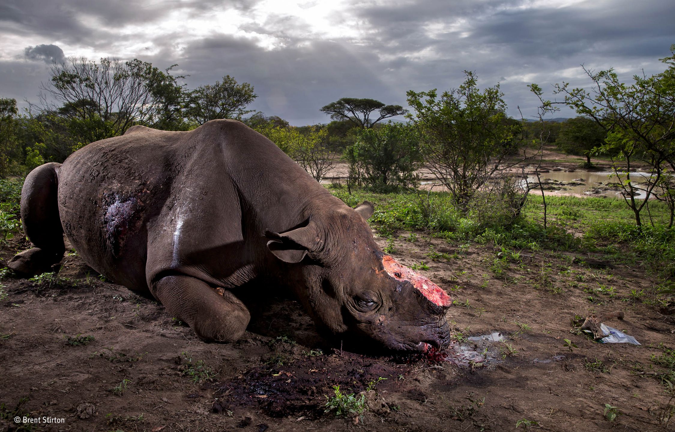 Wildlife Photographer of the Year 2017. Wygrało zdjęcie opowiadające historię zbrodni na nosorożcach 5