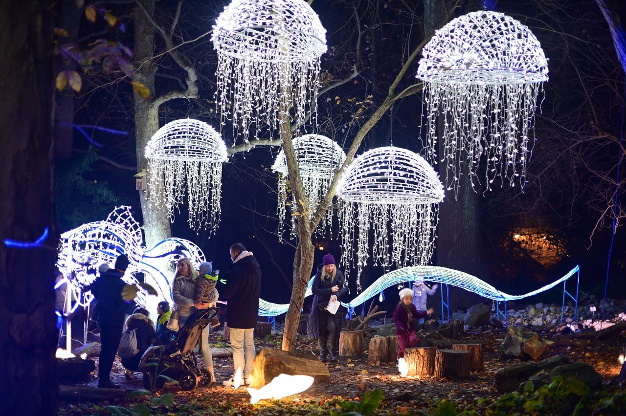 Warszawa: Magiczny Botaniczny powrócił w wielkim stylu. Miliony lampek rozświetla ogród. To trzeba zobaczyć