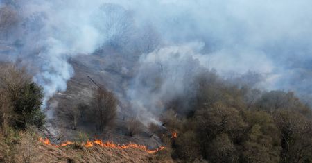 Pożary traw zagrażają rzadkim gatunkom. Ekolodzy alarmują