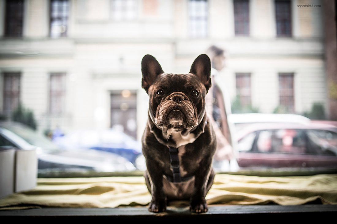 Jeden dzień w Budapeszcie z obiektywem Tamron SP 35 mm f/1.8 Di VC USD [recenzja] 11