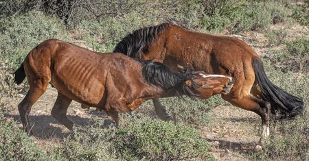 "Mustang z Dzikiej Doliny" na żywo. Konie walczyły niezwykle zażarcie