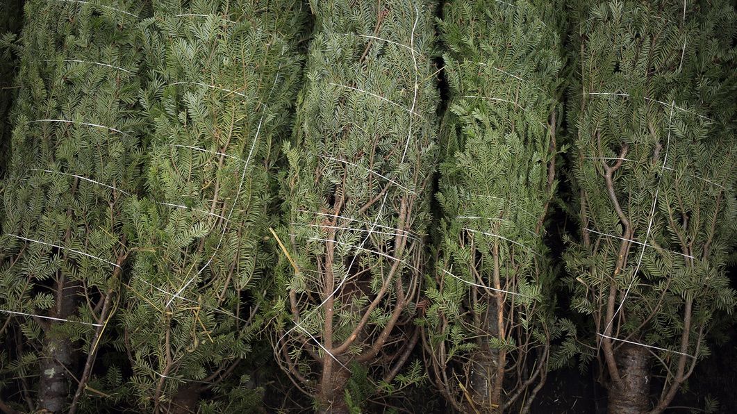 Świąteczna plaga dla astmatyków. Syndrom choinki może dotknąć każdego