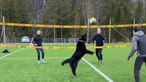 Siatkówka plażowa. To nagranie podbija sieć. Mathias Berntsen nauczył grać... swojego psa (wideo)