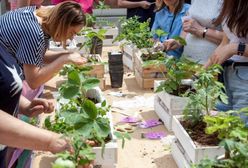 Stolica stawia na naturę. Ratusz organizuje konkurs "Warszawa w kwiatach i zieleni"