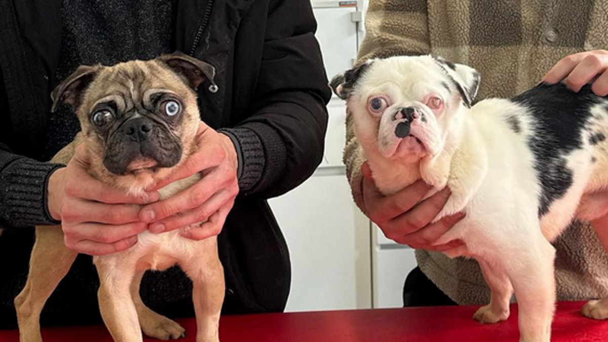 Mopsy z pseudohodowli