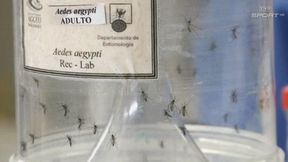 Alert w Rio. Wojsko walczy z wirusem Zika