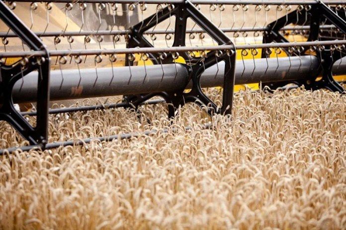 Trudne żniwa w Wielkopolsce. Deszcz niszczy zboże, skupy tną ceny