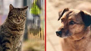 Piła: Dopłaty do kastracji psów i kotów