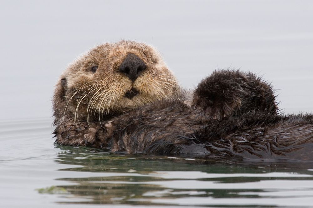 Polska przeglądarka Otter Browser dostępna w wersji beta. Wydra prze do przodu osiągając poziom nowej Opery