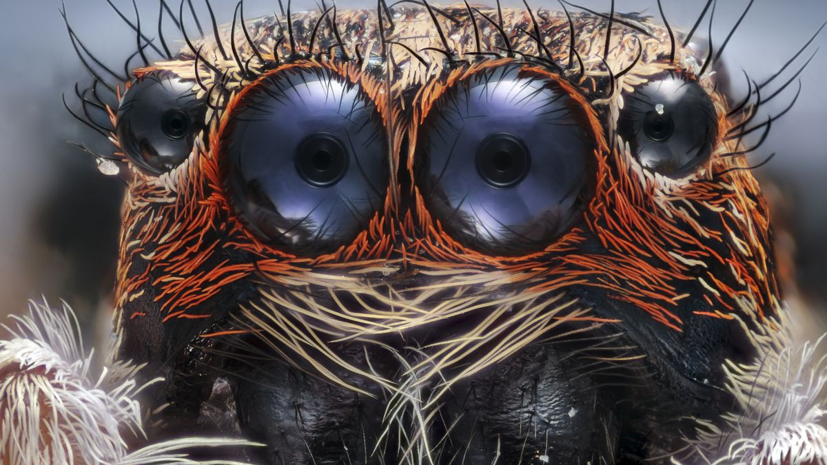 Nikon Small World 2017 - wspaniały mikroświat na zdjęciach z całego świata 1